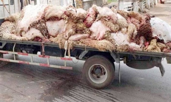 Brèves de Guelma : La collecte des peaux de moutons tourne au fiasco