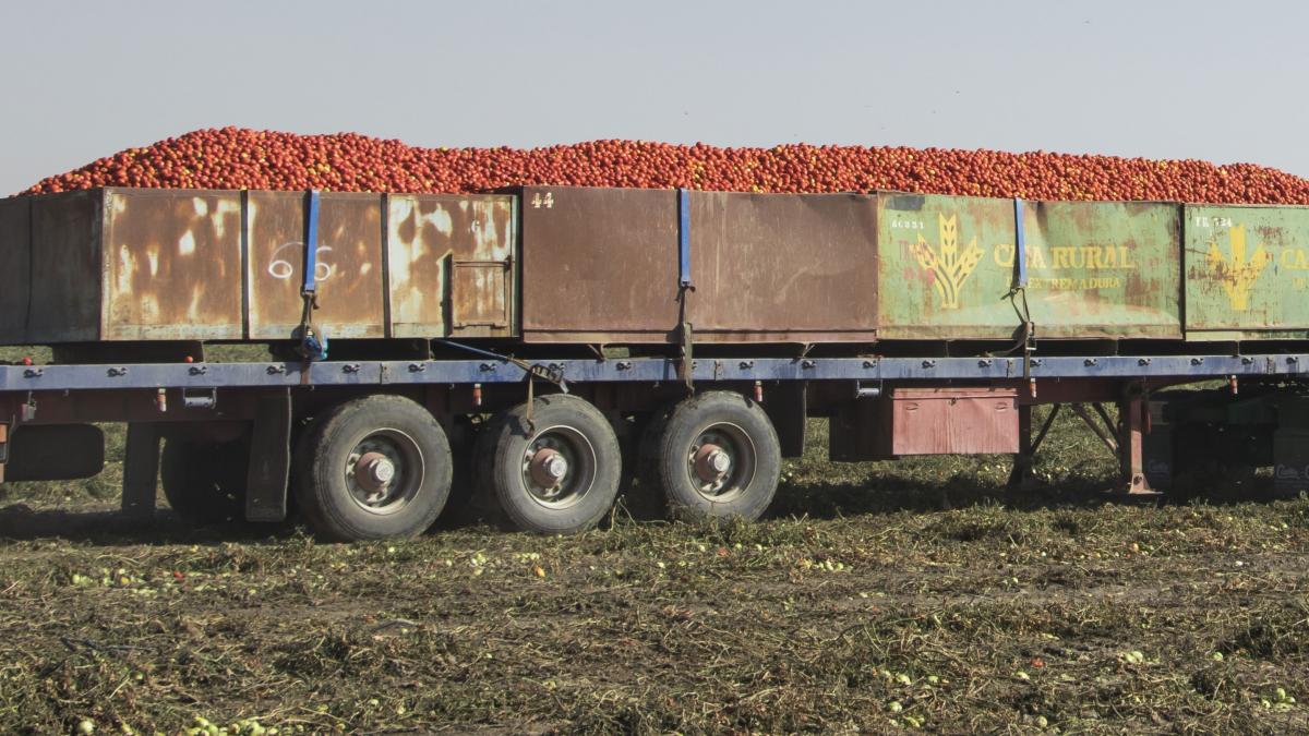 TOMATE INDUSTRIELLE A GUELMA : Des files de camions attendent des journées devant l’usine