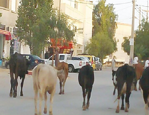 Vaches errant à la Plainte Ouest : Un cadre de vie lamentable
