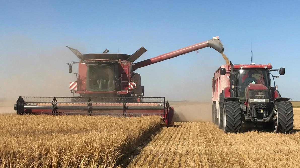 Transport des céréales par camions : Des grains de céréales semés à tout vent