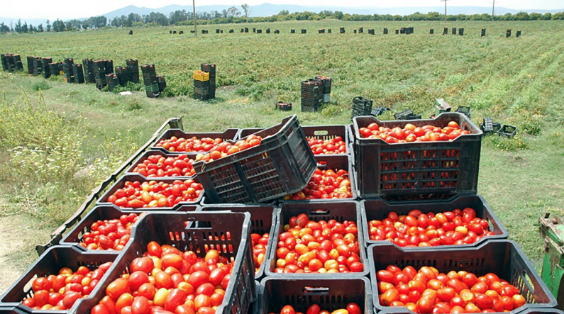 Rendements de la tomate industrielle en déclin : La production en baisse de 62% par rapport aux prévisions