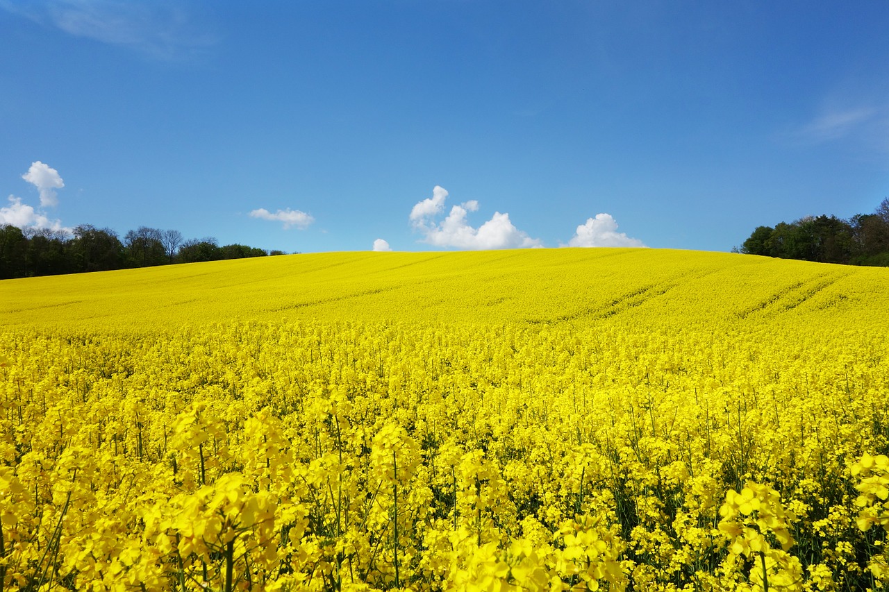Analyses non conformes du colza : Cevital renonce à la production de la campagne 2021/2022  