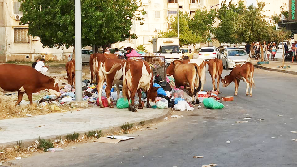 Skikda : Les vaches envahissent le centre-ville 
