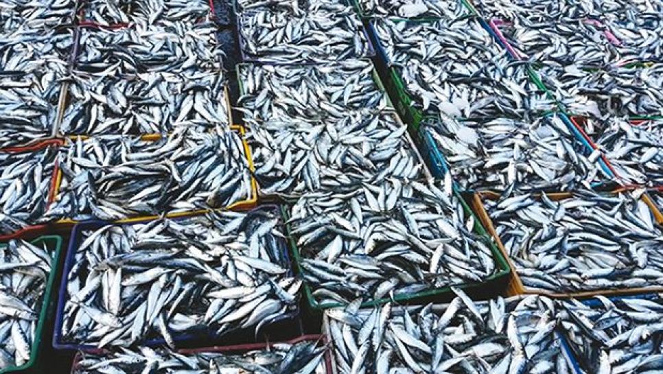 Malgré le décret sur sa taille marchande : La pêche de la sardine minuscule fait des ravages