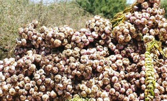 TELEGHMA : Les voleurs de 20 qtx d’ail arrêtés