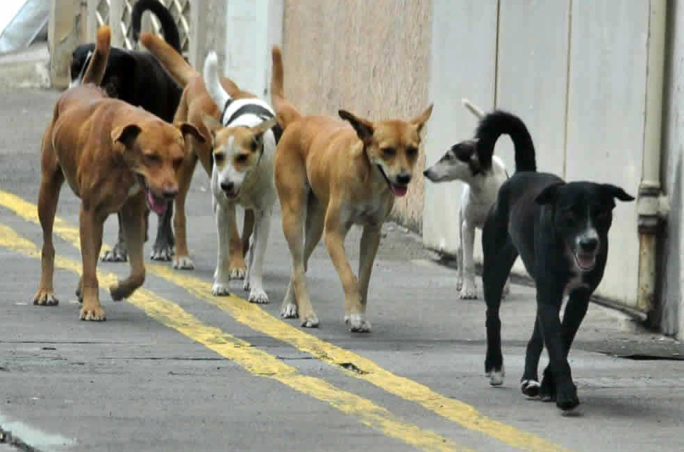Skikda : Campagne d’abattage des chiens errants