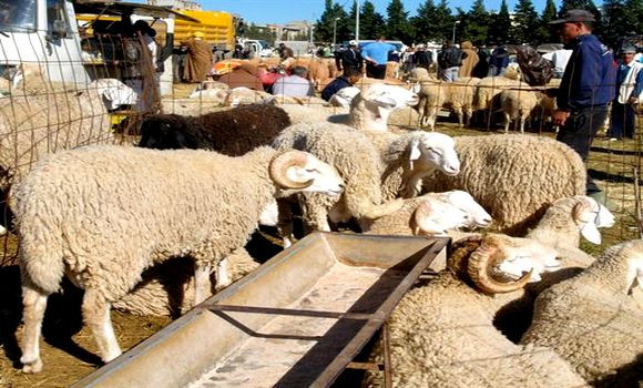 Un vol de bétail tourne au drame à Tébessa : Un mort et un blessé