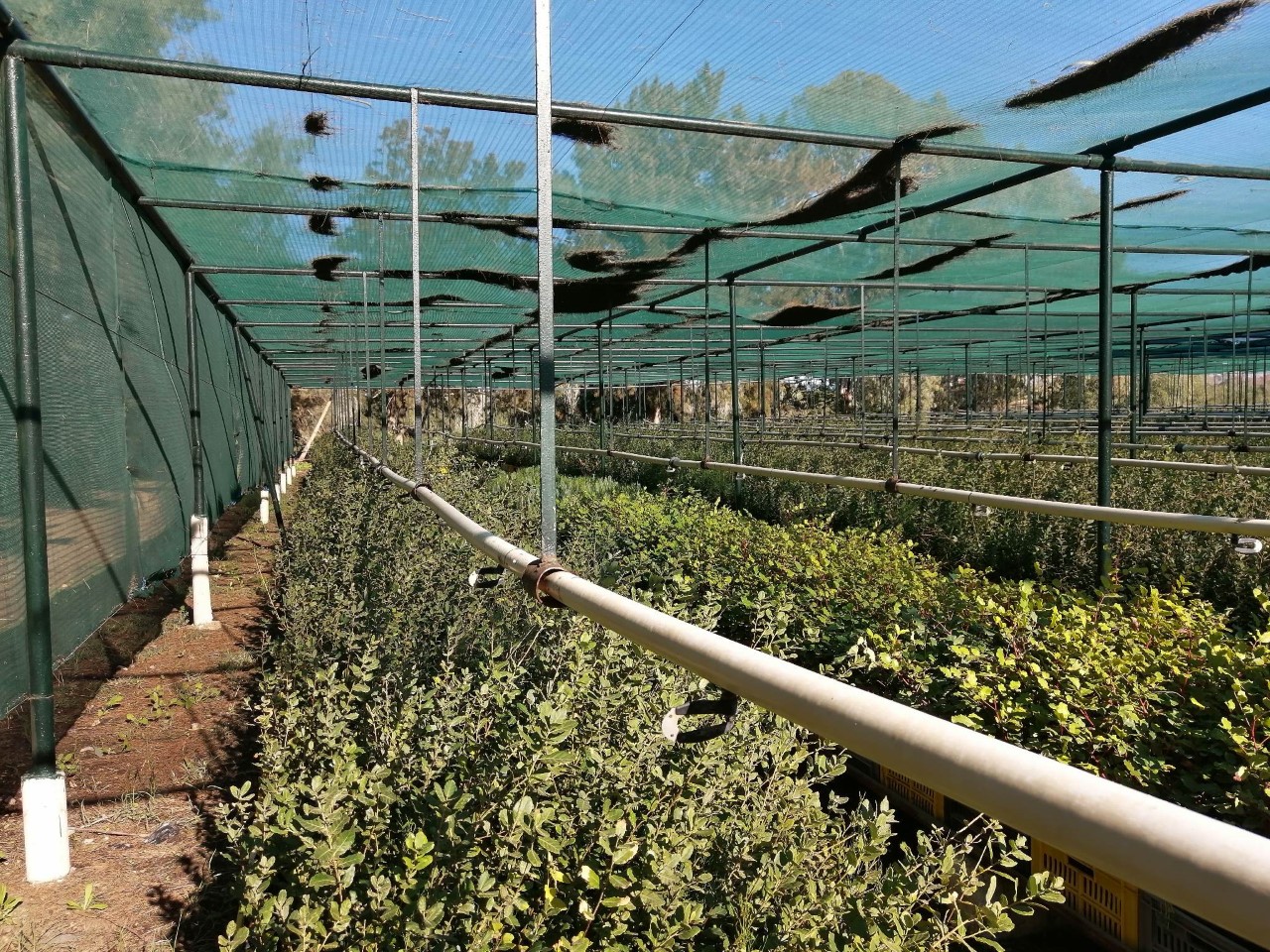 Sécheresse à Guerbes (Skikda) : Une aridité qui freine l’exploitation des zones humides