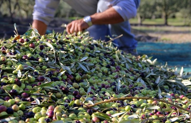 Début de la cueillette des olives à JIJEL : La sécheresse n’arrange pas les choses !