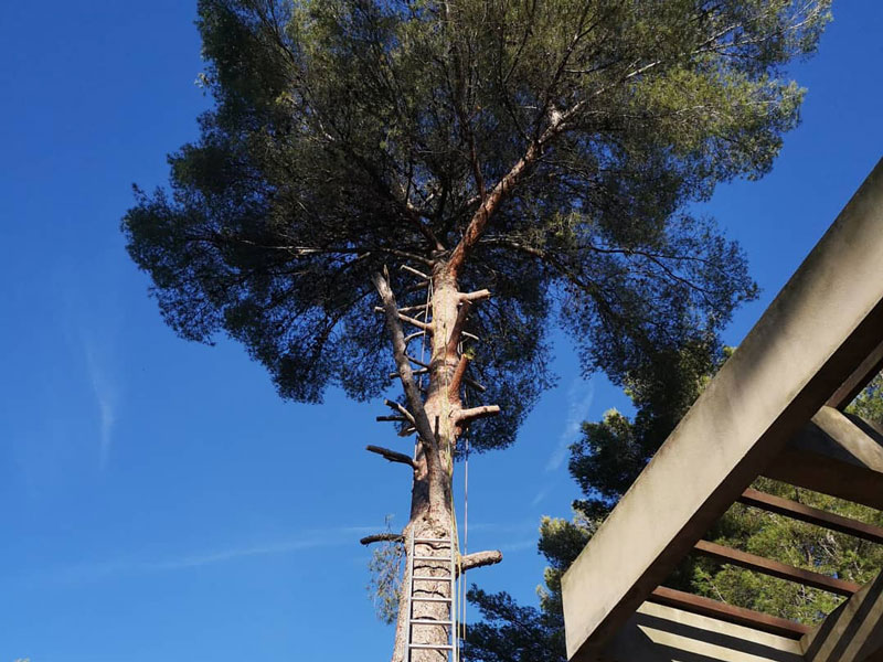 Petite zone à Skikda : De vieux arbres menacent … des maisons