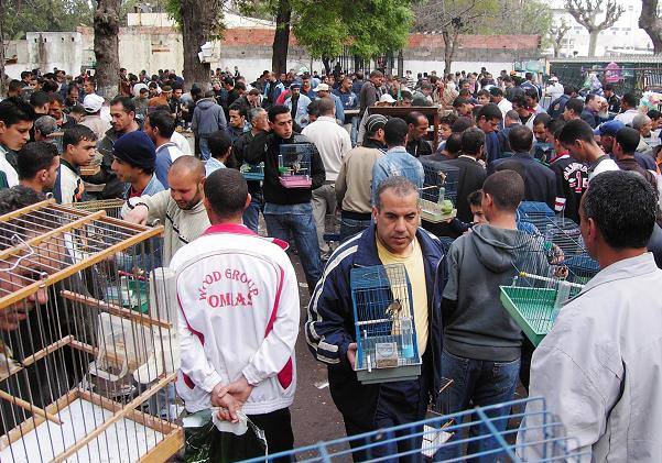 Après plusieurs tentatives pour trouver un endroit idéal : L’oisellerie a été finalement délocalisée à la cité « Seybouse »