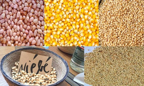 La CCLS de Belkheir : 68.000 qx de semences et 35.000 qx de fertilisants distribués