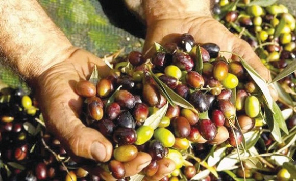 CAMPAGNE OLÉICOLE À JIJEL : Faible rendement des oliviers