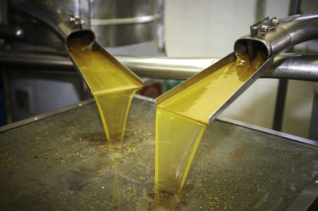Production de huile d’olive : Haro sur les olives bouillies