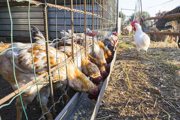 Grippe aviaire : Un foyer détecté à Séraïdi