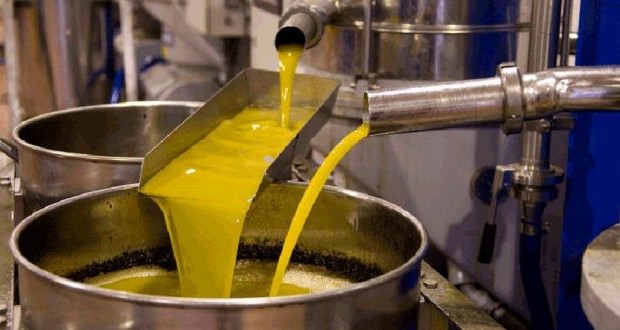 Filière de l’huile d’olive à Tébessa : Une grande ambition à l’international