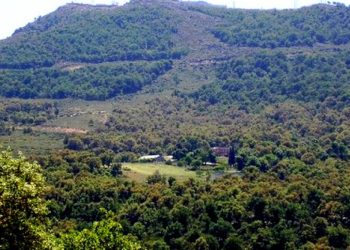 Conservation des forêts de Guelma : Inscription de 4 opérations du patrimoine forestier