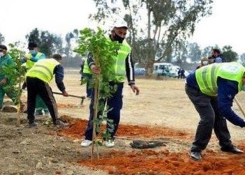AIN BEIDA : Début d’une campagne de reboisement