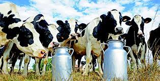   JIJEL : La production du lait en deçà des besoins locaux 
