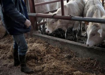 Le cheptel brésilien touché par ‘’la vache folle’’ : Comment remplacer les commandes de l’Algérie ?