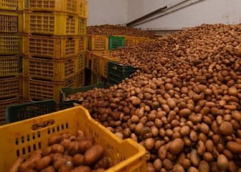 SPECULATION A BATNA : 2.400 quintaux de pommes saisis