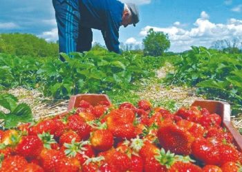  FILIÈRE DE LA FRAISE À JIJEL : Cap sur la mise en valeur et l’exportation du produit