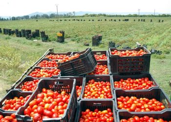 Subventions pour la filière de la tomate : 300 agriculteurs attendent toujours