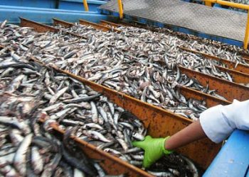 PECHE A JIJEL : Hausse de la production halieutique en 2022