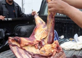 AIN ABID : Deux tonnes de viande ovine avariée saisies