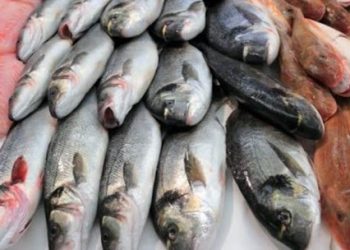 Autres temps, autres moeurs : Les Annabis achètent leur poisson à …Tabarka !