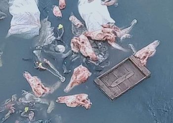 Découverte macabre à El Hadjar : 37 têtes d’ânes retrouvées