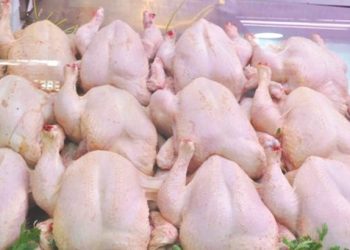 Hausse du prix des viandes blanches : Le prix du poulet redécolle