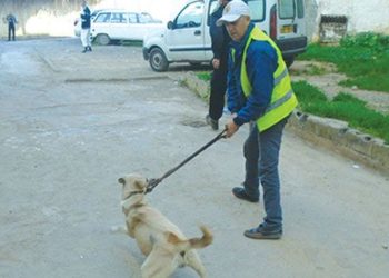 Abattage des chiens errants à Constantine : La municipalité dans le collimateur de la population