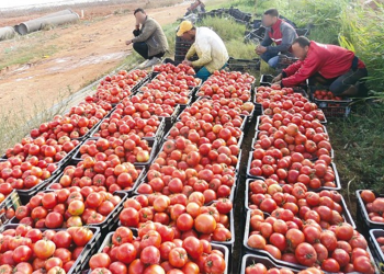 Tomate industrielle à Guelma : Lancement de la campagne de repiquage