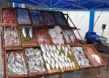Vente de poisson d’élevage : 6 tonnes de poisson sur les étals