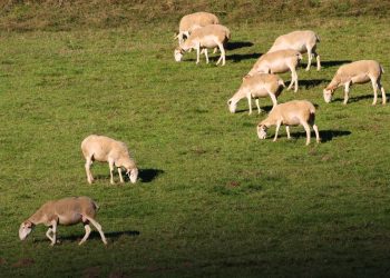 ATTAQUE D’UN TROUPEAU DE MOUTON PAR DES HYÈNES : La Conservation des forêts de Jijel dément