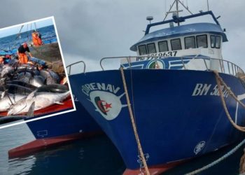 Deux thoniers pour la campagne de pêche : Les prix restent relativement hauts