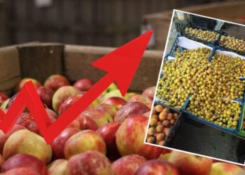 Les fruits toujours en hausse : La pomme cédée à …1500 dinars le kg