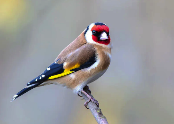 En voie d’extinction dans son milieu naturel : Le chardonneret de Souk-Ahras renforce l’informel