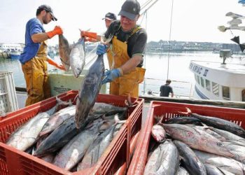 Secteur de la Pêche et des Ressources halieutiques : Une dynamique remarquable 