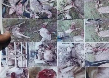 Son troupeau a été décimé par un animal sauvage : Le paysan de Jijel retrouve enfin, le sourire