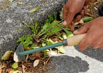 FACE AUX MAUVAISES HERBES ENVAHISSANTES : Le désherbage n’est pas une vertu à Jijel