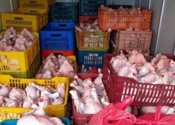 Pour transport illégal de viande avariée : Deux trafiquants écopent de 20 ans de prison