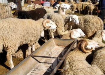 Aïd El-Adha : Beaucoup d’enfants privés de “Jeu de cornes”