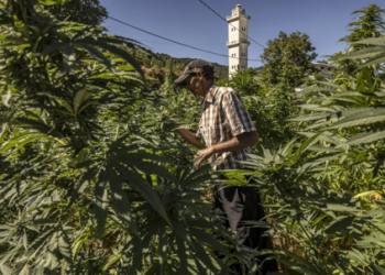 Trafic de drogue aux frontières avec le Maroc  Saisie d’importantes quantités de Kif et de cocaïne