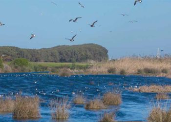 Zone humide de Bousdira : Un appel urgent au ministère de l’Environnement