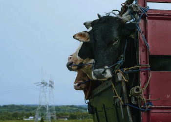 Guelma : La gendarmerie récupère 13 vaches volées 