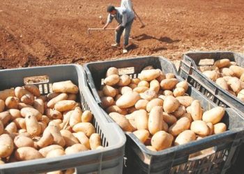 La ferme pilote Richi de Guelma : 11.200 q de semences de pommes de terre produits