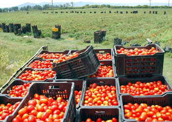 Culture de la tomate industrielle à Guelma : 170 contrats conclus entre producteurs et transformateurs
