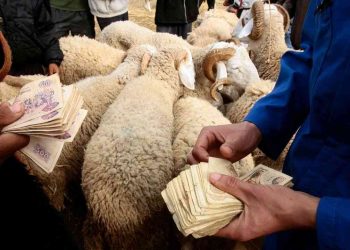 Achat du mouton à OUM EL-BOUAGHI : Ruée vers les mechtas et douars